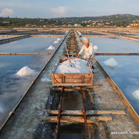 Surrounded By Forest With The Sea View Appartement Koper